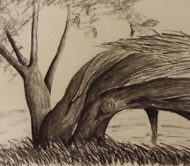 a tree by the river water.jpg